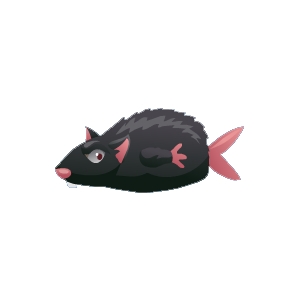 Black Rat Fish